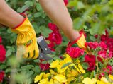 Gardening Tips For Rose Bushes 