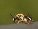5 Ways To Treat Bee Sting Swelling