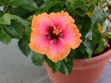 Best Tips On Hibiscus Plant Care