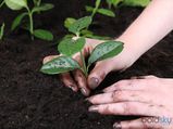 Four Home Remedies To Acidify Soil