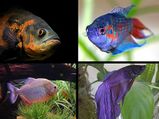 Best Fishes To Have In Your Aquarium