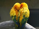 Common Health Problems Of Love Birds