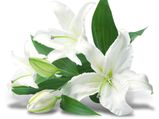 Tips To Plant Lilies In Your Garden