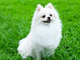 Maintenance Tips For A Pomeranian