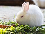 Easy Care Tips For Your Pet Rabbit