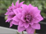 Best Tips To Grow Dahlias In Your Garden