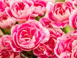 Best Tips To Grow Carnations