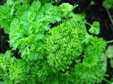 13 Health Benefits Of Coriander Leaves
