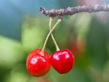 11 Health Benefits Of Cherry