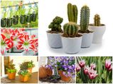  15 Indoor Garden Plant Ideas