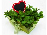 15 Amazing Herbs For The Heart