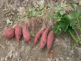  How To Grow Sweet Potatoes In Your Garden