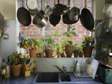 Plants That Grow From Kitchen Scrap