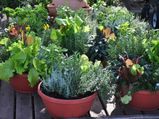 Vegetables That Can Grow In Containers