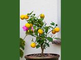 How To Grow Lemon In Your Garden