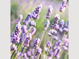 How To Grow Lavender From Cuttings 