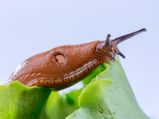 Tips To Get Rid Of Slugs From Garden