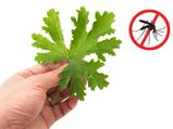 Mosquito Repelling Plants To Keep Indoor