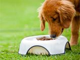 Ten Foods That Can Make Your Puppy Ill