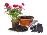 8 Natural Fertilisers For Rose Soil