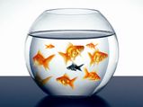 Therapeutic Benefits of Aquarium Therapy