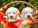 How to Know If Your Pet Is Sick