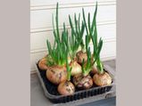 How To Grow Green Onions In Kitchen
