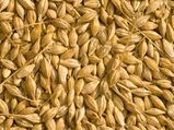 Amazing Health Benefits Of Barley 