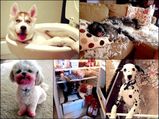 Cute Pics Of Pets Caught Red-handed