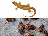 10 Best Ways To Get Rid Of Lizards And Cockroaches