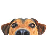 Tips To Help Pets Beat The Summer Heat