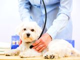 Reasons Why Your Pet Is Not Eating