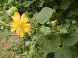 Medicinal Properties Of Bala (Sida Cordifolia)