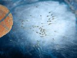 What Men Don't Know About Sperm Cells