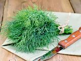 Dill: Why You Should Include It In Your Diet