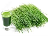 Reasons To Drink Wheat Grass Juice