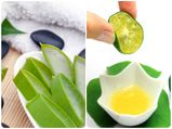 Homemade Tea Tree Oil & Aloe Vera Paste For Itchy Scalp 