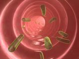 These Are The Health Disorders Caused By Parasitic Worms