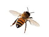 Best Home Remedies To Get Rid Of Honey Bees
