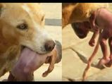 Stray Dogs Save Abandoned Newborn Girl