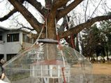 A Banyan Tree Is Under Arrest In Pakistan For 100 Years