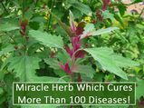 Miracle Herb That Can Cure More Than 100 Diseases