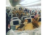 A Saudi Prince Took 80 Falcons On Flight!