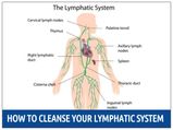 How To Cleanse Your Lymphatic System