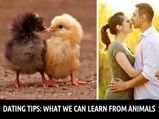 Dating Tips We Can Take From Animals!