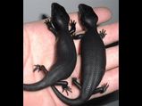 These Are The Incredibly Rare Black Animals 