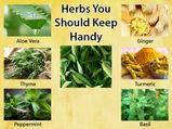 15 Healing Herbs That You Should Keep Handy