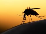Who Are More At Risk Of Contracting Malaria? Read To Know More