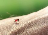 Complications Caused By Malaria That You Must Be Aware Of 