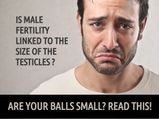 Is Male Fertility Linked To The Size Of Your Testicles?